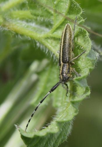 Agapanthia suturalis
